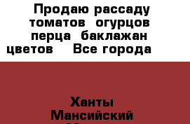 Продаю рассаду томатов, огурцов, перца, баклажан, цветов  - Все города  »    . Ханты-Мансийский,Мегион г.